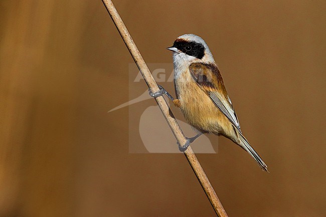 Male Penduline Tit, Remiz pendulinus, perched on a reed stem in Italy. stock-image by Agami/Daniele Occhiato,