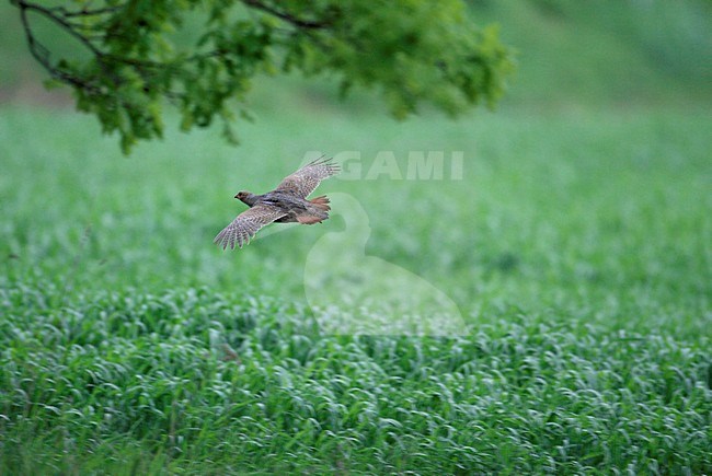 Patrijs in de vlucht, Grey Partridge in flight stock-image by Agami/Markus Varesvuo,