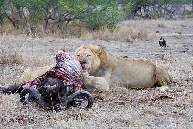 Mannetje Afrikaanse Leeuw etend van prooi; Male African Lion feeding on prey stock-image by Agami/Marc Guyt,