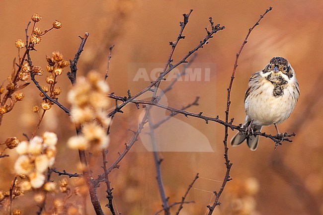 Common Reed Bunting (Emberiza schoeniclus) in Italy. stock-image by Agami/Daniele Occhiato,