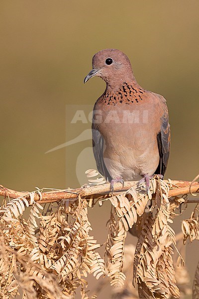 Laughing Dove (Streptopelia senegalensis), adult perched on a branch, Dhofar, Oman stock-image by Agami/Saverio Gatto,