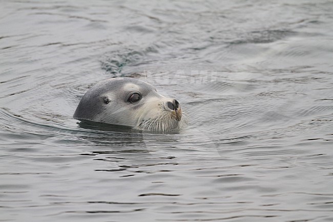Baardrob zwemmend; Bearded seal swimming stock-image by Agami/Chris van Rijswijk,