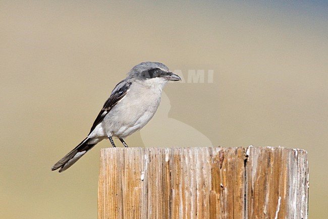 Amerikaanse Klapekster, Loggerhead Shrike stock-image by Agami/Marc Guyt,