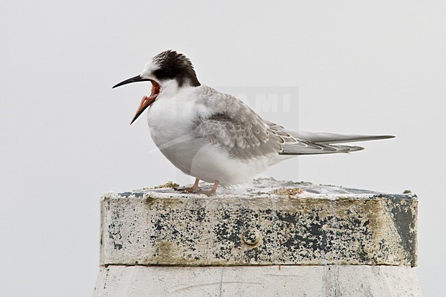 Onvolwassen Noordse Stern; Immature Arctic Tern stock-image by Agami/Arnold Meijer,