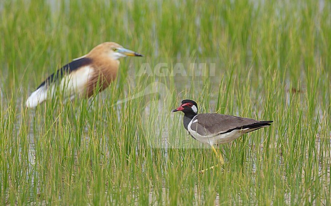 Red-wattled Lapwing (Vanellus indicus) adult standing i rice field at Petchaburi, Thailand stock-image by Agami/Helge Sorensen,