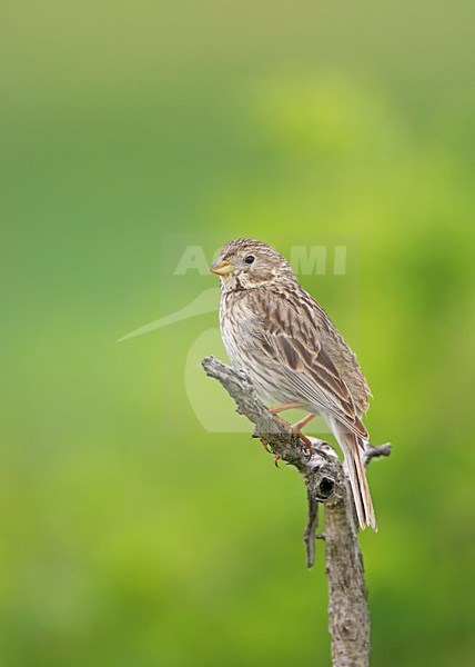 Grauwe Gors zittend op tak; Corn Bunting perched on a branch stock-image by Agami/Markus Varesvuo,