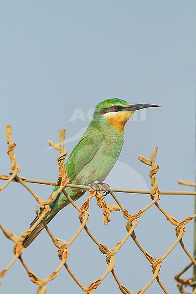 Blue-cheeked Bee-eater - Blauwangenspint - Merops persicus ssp. persicus, Oman, 1st cy stock-image by Agami/Ralph Martin,