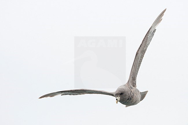 Pacifische Noordse Stormvogel in de vlucht; Pacific Northern Fulmar in flight stock-image by Agami/Martijn Verdoes,