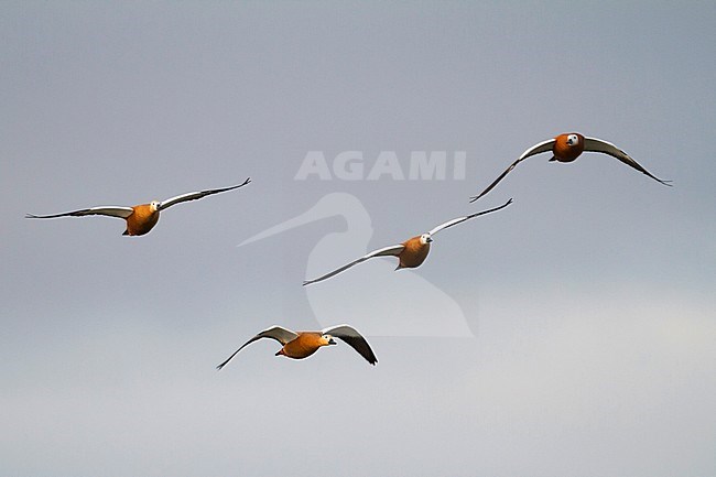 Ruddy Shelduck - Rostgans - Tadorna ferruginea, Germany stock-image by Agami/Ralph Martin,