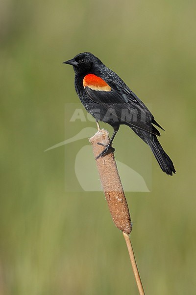 Adult male Red-winged Blackbird (Agelaius phoeniceus) in a swamp in the Kamloops, British Colombia, Canada. stock-image by Agami/Brian E Small,