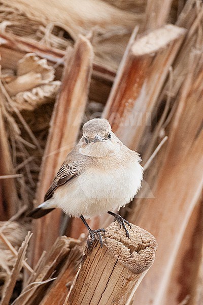 Female Eastern Black-eared Wheatear (Oenanthe melanoleuca) during spring migration in Eilat, Israel. stock-image by Agami/Marc Guyt,