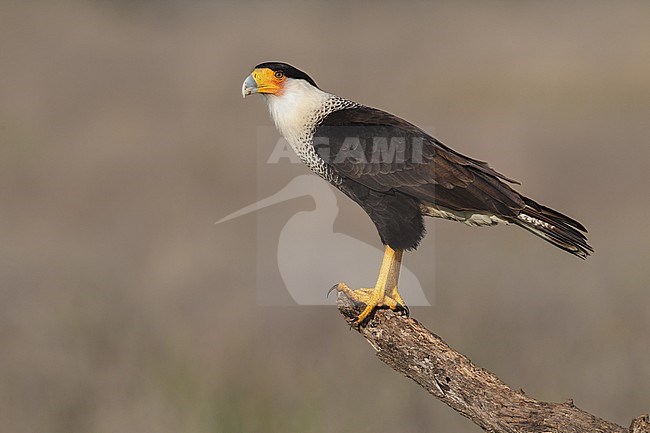 Adult
Hidalgo Co., TX
February 2014 stock-image by Agami/Brian E Small,