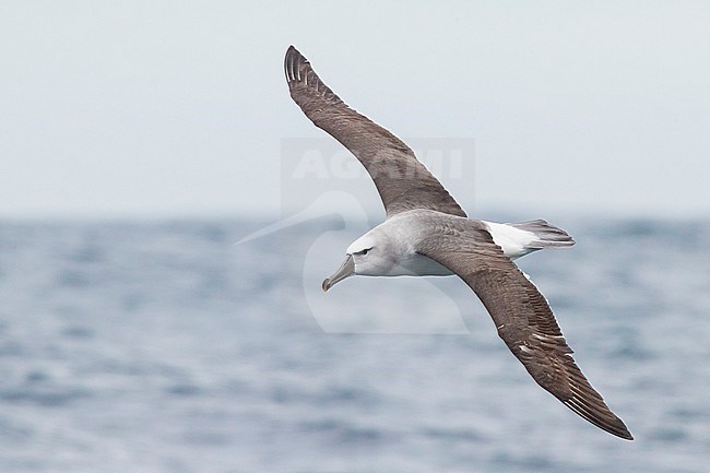 Shy Albatross (Thalassarche cauta), juvenile in flight showing upperparts, Western Cape, South Africa stock-image by Agami/Saverio Gatto,