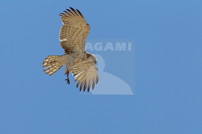 Slangenarend in de vlucht; Short-toed Eagle in flight stock-image by Agami/Daniele Occhiato,