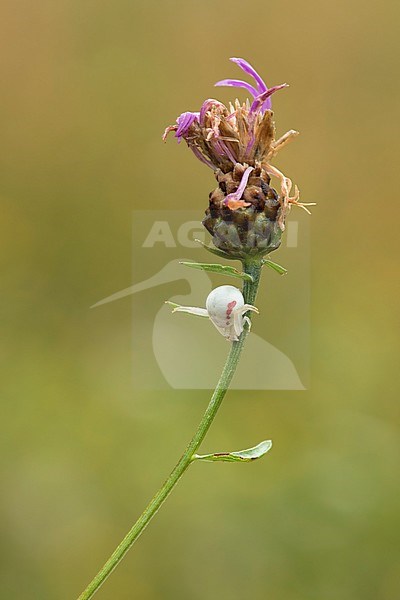 Gewone Kameleonspin; Goldenrod Crab Spider; stock-image by Agami/Walter Soestbergen,