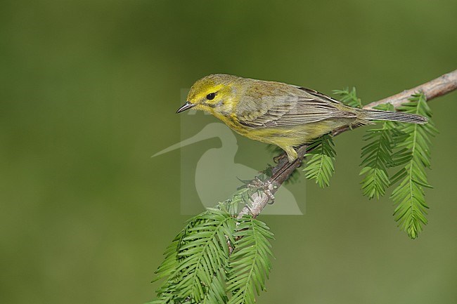 Vrouwtje Prairie zanger, Female Prairie Warbler stock-image by Agami/Brian E Small,