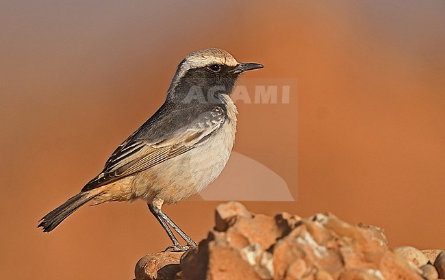 Male Red-rumped Wheatear (Oenanthe moesta) near Boumalne Dades, Morocco stock-image by Agami/Eduard Sangster,