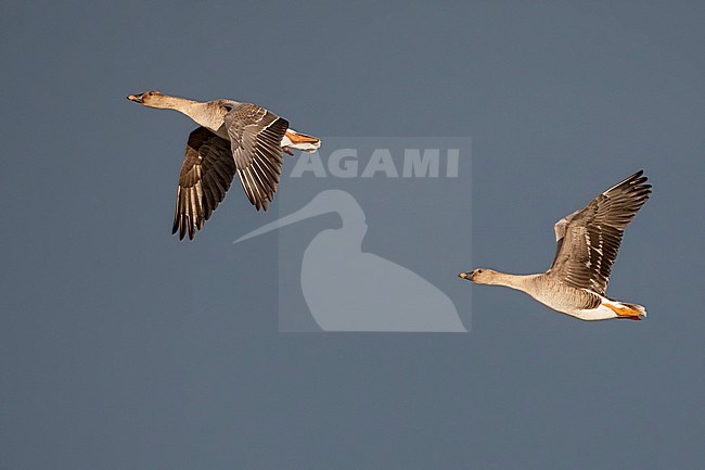 Toendrarietgans in vlucht, Tundra Bean Goose in flight stock-image by Agami/Jari Peltomäki,