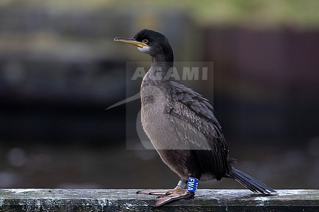 First-winter European Shag (Phalacrocorax aristotelis) wintering on inland location in the Netherlands. Sitting on wooden man made structure in harbour, showing blue ring on its left leg. stock-image by Agami/Edwin Winkel,