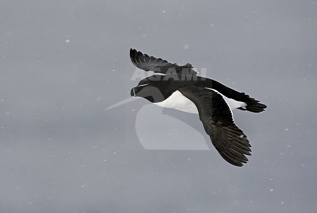 Alk in zomerkleed vliegend; Flying summer plumaged Razorbill stock-image by Agami/Markus Varesvuo,