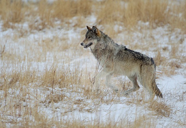 Wolf in de sneeuw, Grey Wolf in the snow stock-image by Agami/Danny Green,