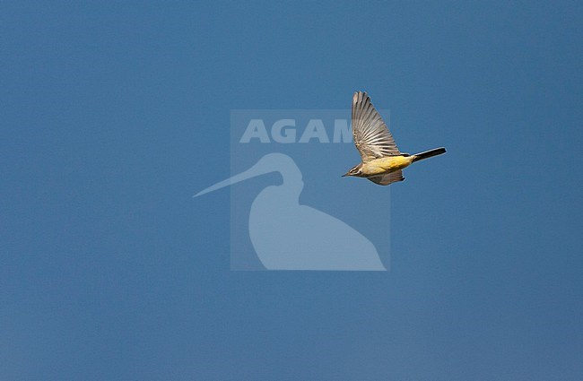 Female Blue-headed Wagtail (Motacilla flava flava) in flight, migrating overhead along the Dutch coast north of Katwijk. stock-image by Agami/Marc Guyt,