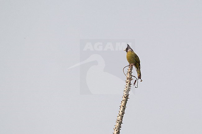 Crested Finchbill (Spizixos canifrons) at Doi Lang, Thailand stock-image by Agami/Helge Sorensen,