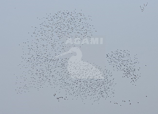 Ruff large flock flying; Kemphaan grote groep vliegend stock-image by Agami/Jari Peltomäki,