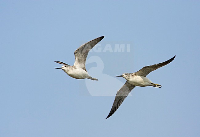 Groenpootruiter in de vlucht; Common Greenshank in flight stock-image by Agami/Markus Varesvuo,