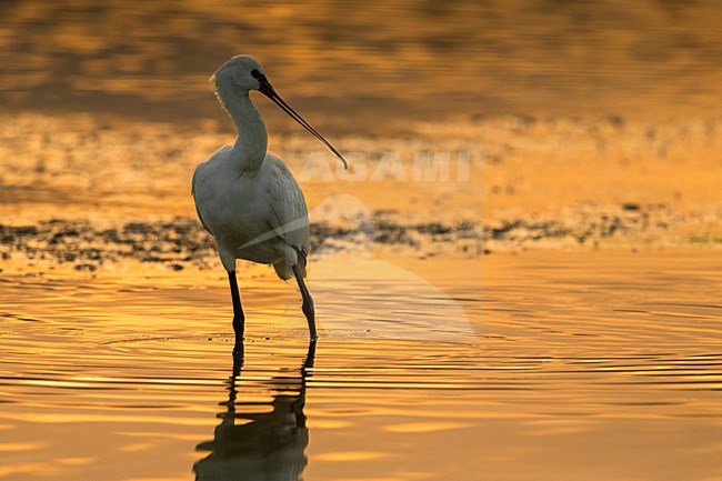 Foeragerende Lepelaar; Eurasian Spoonbill foraging stock-image by Agami/Daniele Occhiato,