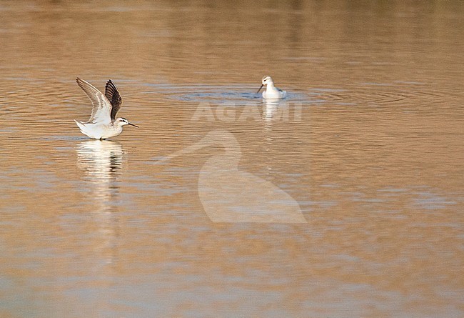 Wilson's Phalarope (Steganopus tricolor) wintering along the coast of Peru. Two birds in brown colored water, one bird with wings held high. stock-image by Agami/Marc Guyt,