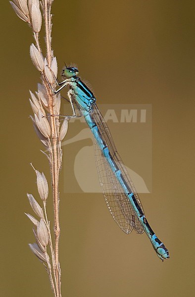 Imago Gaffelwaterjuffer; Adult Dainty Bluet; Adult Dainty Damselfly stock-image by Agami/Fazal Sardar,