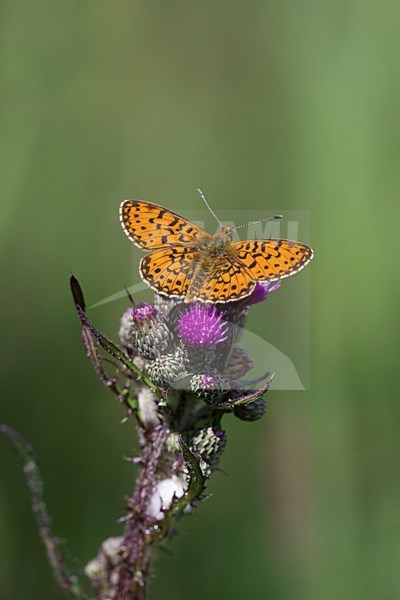 Zilveren Maan, Small Pearl-bordered Fritillary, Boloria selene stock-image by Agami/Theo Douma,