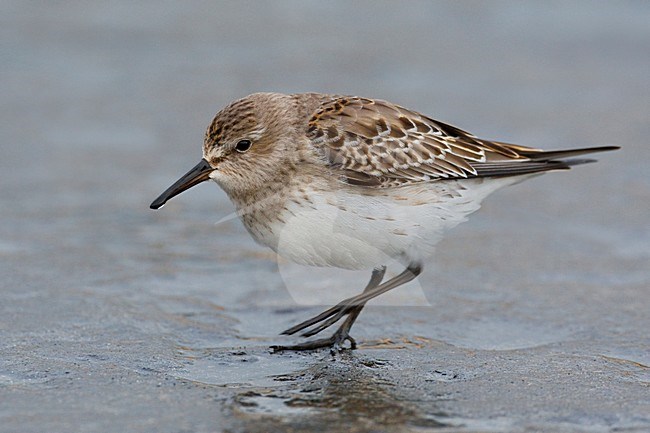 Bonapartes Strandloper staand in water; White-rumped Sandpiper perched in water stock-image by Agami/Daniele Occhiato,