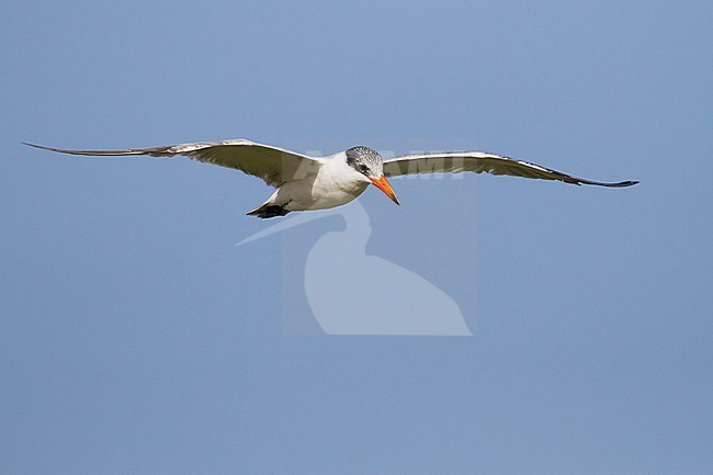 Caspian Tern - Raubseeschwalbe - Hydroprogne caspia, Oman, adult stock-image by Agami/Ralph Martin,