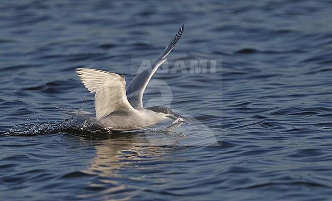 Sandwich Tern, Sterna sandvicensis, adult washing fish, at Brøndby Strand, Denmark stock-image by Agami/Helge Sorensen,