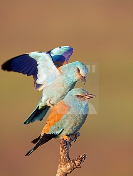 Scharrlaar; European Roller (Coracias garrulus)  Hungary May 2008 stock-image by Agami/Markus Varesvuo / Wild Wonders,