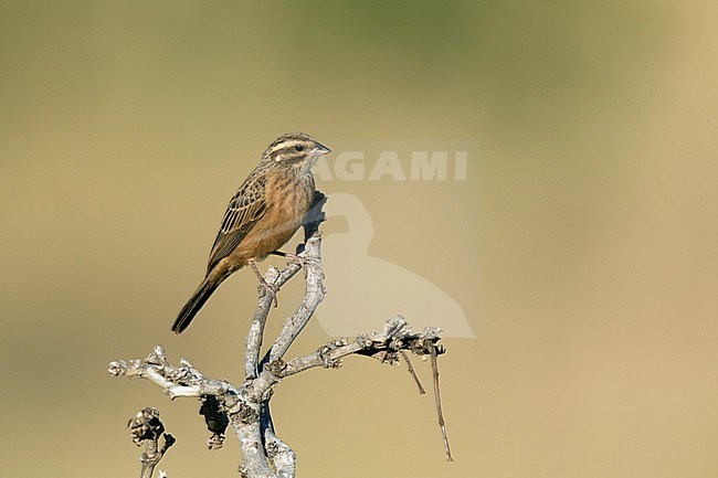 Zevenstrepengors; Cinnamon-breasted Bunting; stock-image by Agami/Walter Soestbergen,