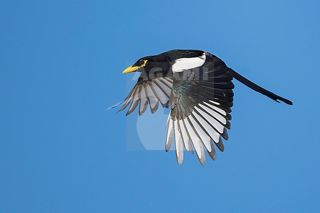 Adult Yellow-billed Magpie, Pica nuttalli
Santa Barbara Co., CA
November 2019 stock-image by Agami/Brian E Small,