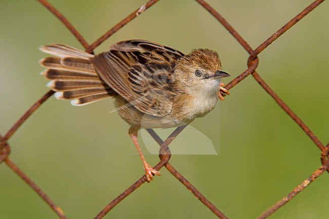 Graszanger ziitend in hek; Zitting Cisticola perched in gate stock-image by Agami/Daniele Occhiato,