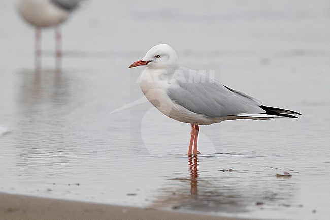 Slender-billed Gull (Chroicocephalus genei), side view of an adult in winter plumage standing on the shore, Campania, Italy stock-image by Agami/Saverio Gatto,