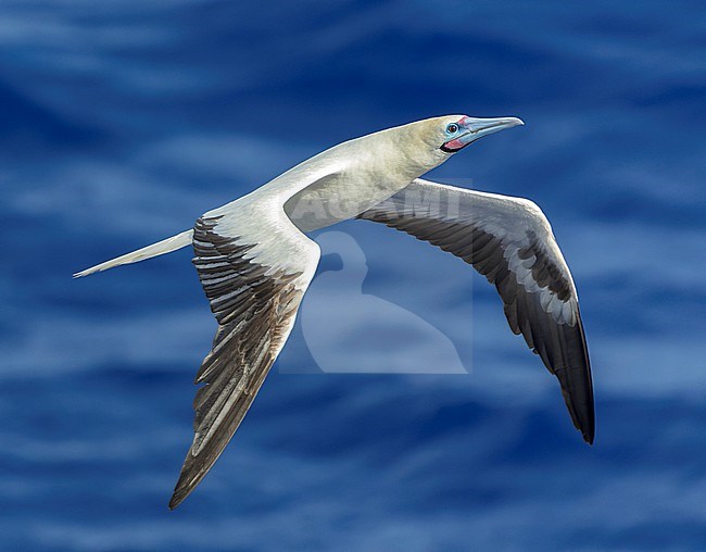 Adult white morph Red-footed booby (Sula sula rubripes) at sea in the Pacific Ocean, around the Solomon Islands. stock-image by Agami/Marc Guyt,