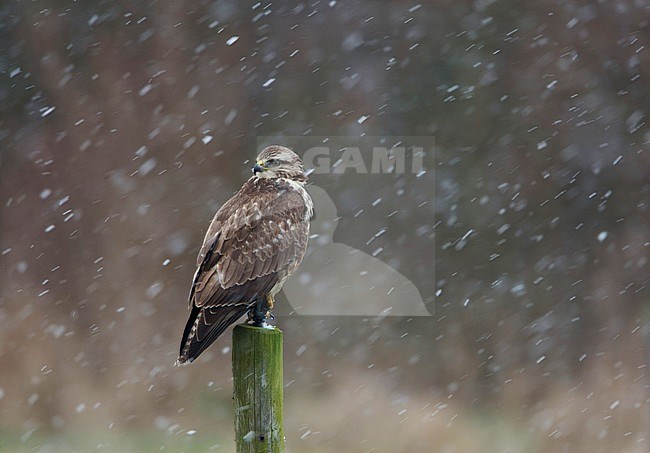Buizerd zittend op een paaltje; Common Buzzard perched on a pole stock-image by Agami/Arie Ouwerkerk,