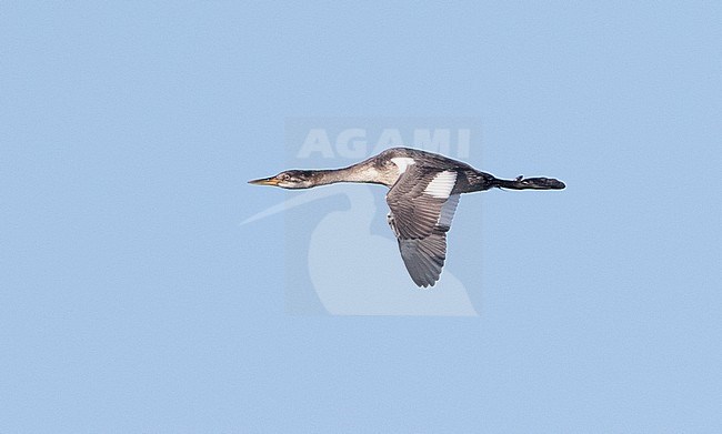 First-winter Holboll's Red-necked Grebe (Podiceps grisegena holbollii) in flight against a blue sky as a background. Migrating over the sea past Monterey, California in the United States stock-image by Agami/Brian Sullivan,