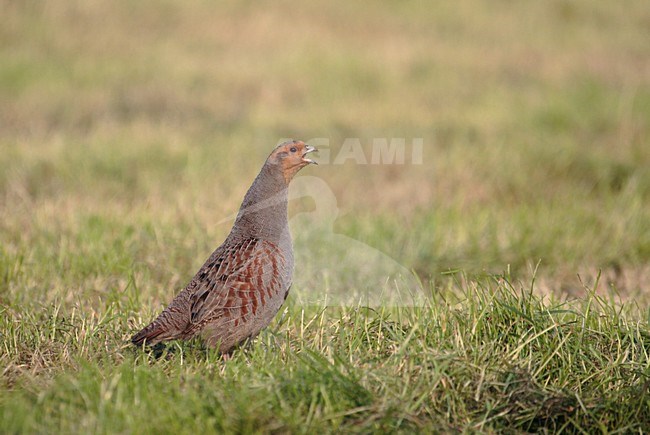 Grey Partridge calling Netherlands, Patrijs roepend Nederland stock-image by Agami/Reint Jakob Schut,