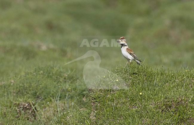 Mongolian Lark perched with beak full of insects Mongolia, Mongoolse Leeuwerik zittend met snavel vol insecten Mongolie stock-image by Agami/Jari Peltomäki,