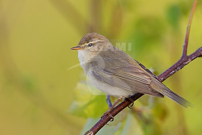 Willow Warbler - Fitis - Phylloscopus trochilus ssp. trochilus, Germany stock-image by Agami/Ralph Martin,