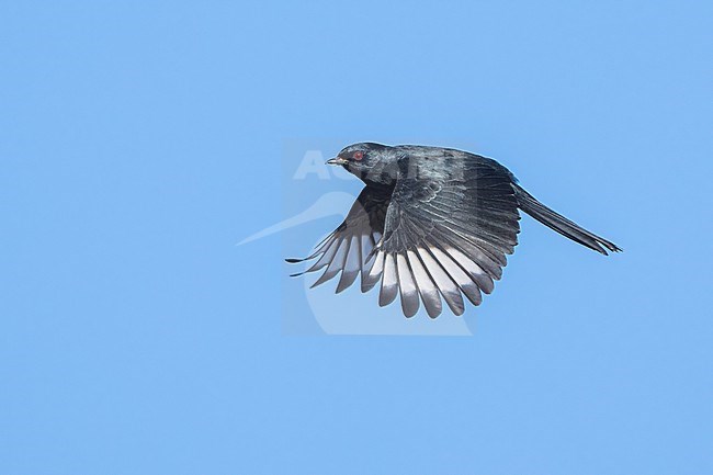 Adult male
San Diego Co., CA
January 2022 stock-image by Agami/Brian E Small,