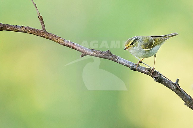 Pallas's Leaf-warbler (Phylloscopus proregulus) Russia (Baikal), adult perched in a tree stock-image by Agami/Ralph Martin,