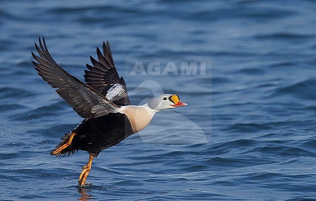 Vliegend mannetje Koningseider; Flying male King Eider stock-image by Agami/Markus Varesvuo,